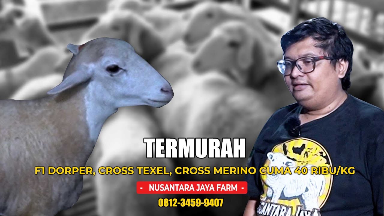 TERMURAH! F1 DORPER, CROSS TEXEL, CROSS MERINO CUMA 40RIBUAN/KG | NUSANTARA JAYA FARM | ASBLANAS.TV