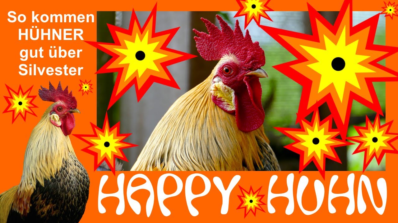 E161 H&uuml;hner und Silvesterl&auml;rm, das k&ouml;nnen H&uuml;hnerhalter tun - HAPPY HUHN - Silvester B&ouml;ller Tiere