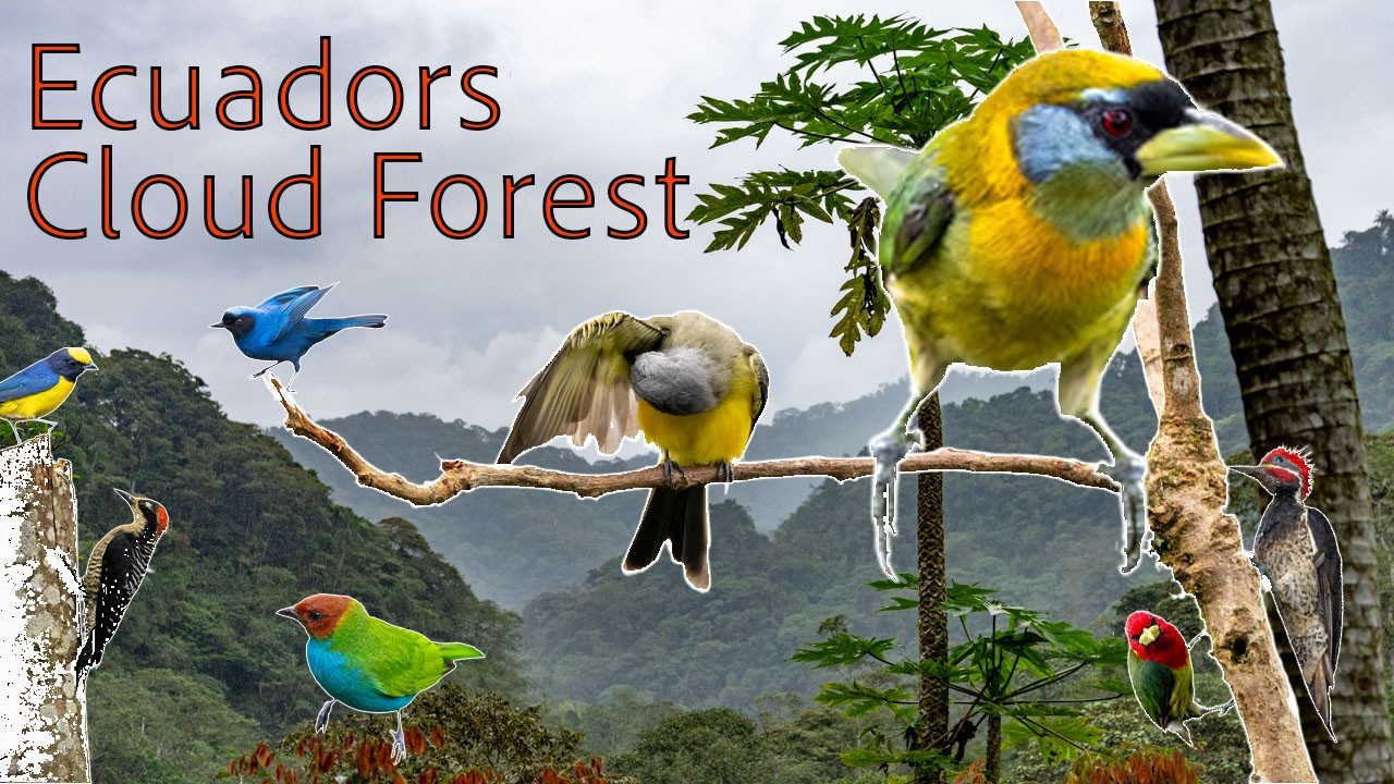 Ecuador Birding Adventure 🇪🇨 | Western Cloud Forest (Part 3)