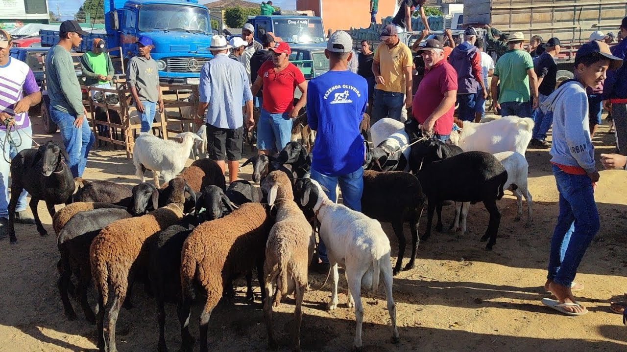 Feira de ovino/porco Posto Alto da Serra 21/12/25 