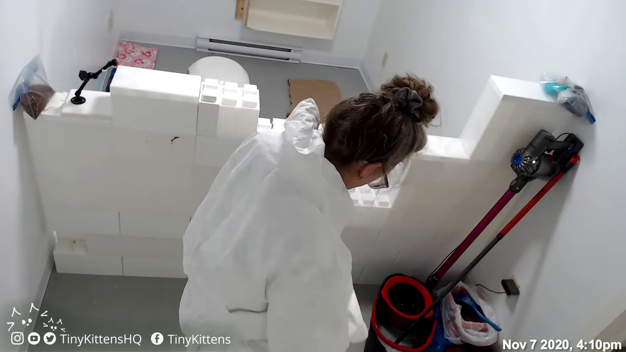 Pam disinfecting the ringworm room had more viewers than our livestream showing actual kittens.