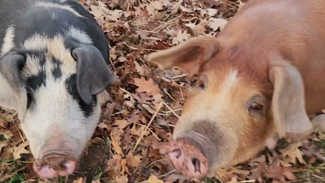 Moved the pigs back into the woods were they like to be. 