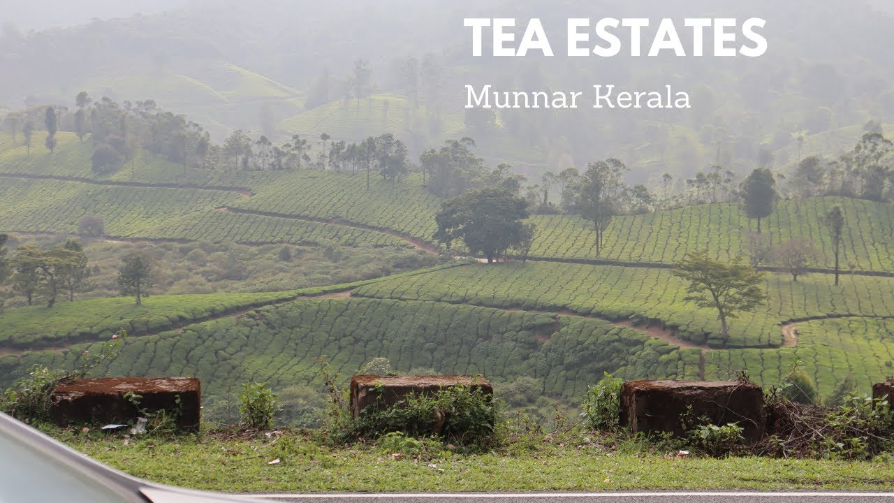 Beautiful Tea Estates Munnar, Kerala