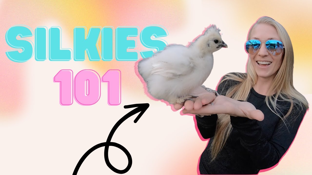 All You Need To Know About Silkie Chickens- Silkies 101