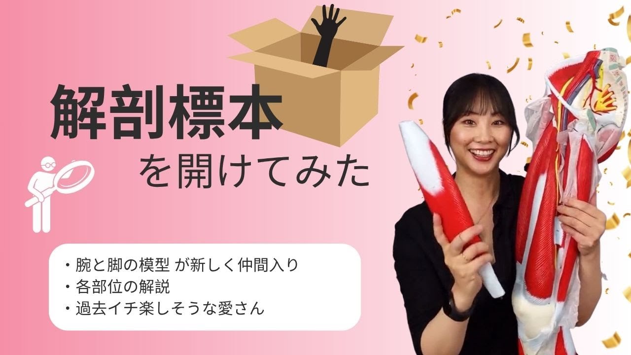 過去イチ楽しそうな愛さん爆誕！？腕と脚の解剖模型を開封してみた！