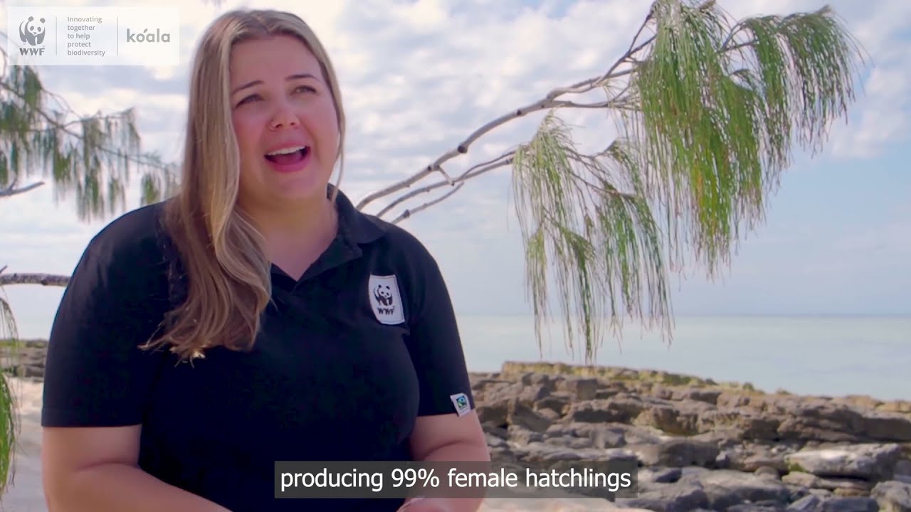 The Turtle Cooling Project: How we're using drones to help turtle populations | WWF-Australia