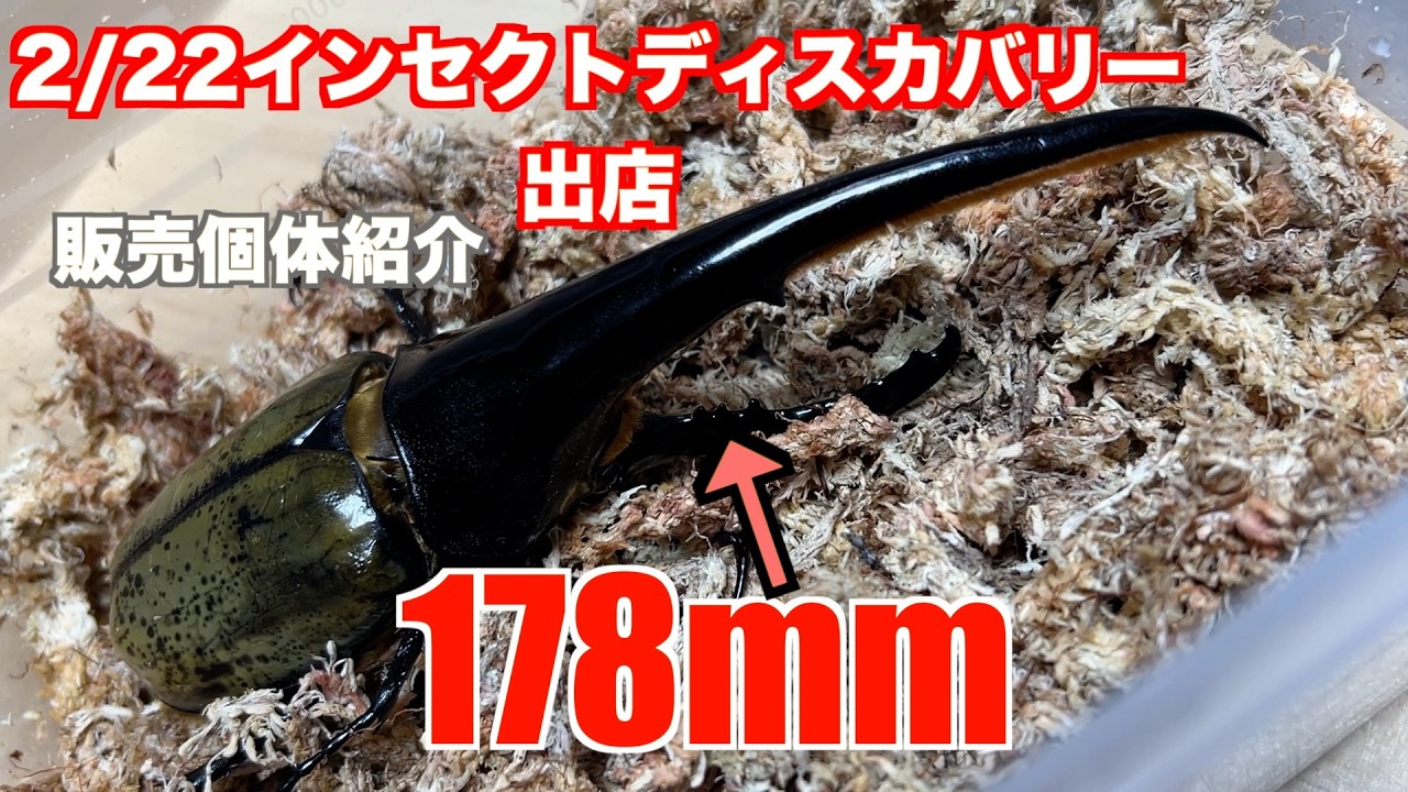 【アートオブヘラクレス】51　2/22インセクトディスカバリー　販売個体紹介