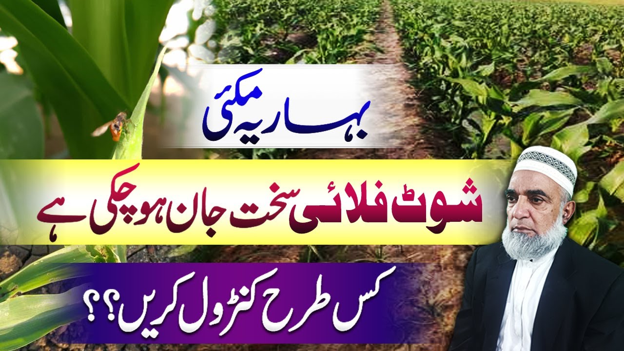 How to Control Shoot fly in spring maize crop || Crop Reformer