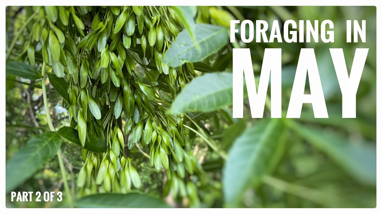 Foraging in May (Part 2 of 3) - UK Wildcrafts Monthly Foraging Calendar