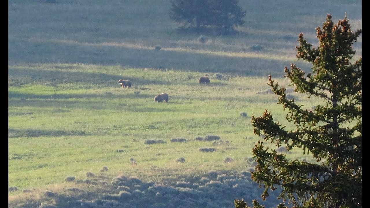 Backpacking and camping in grizzly country.