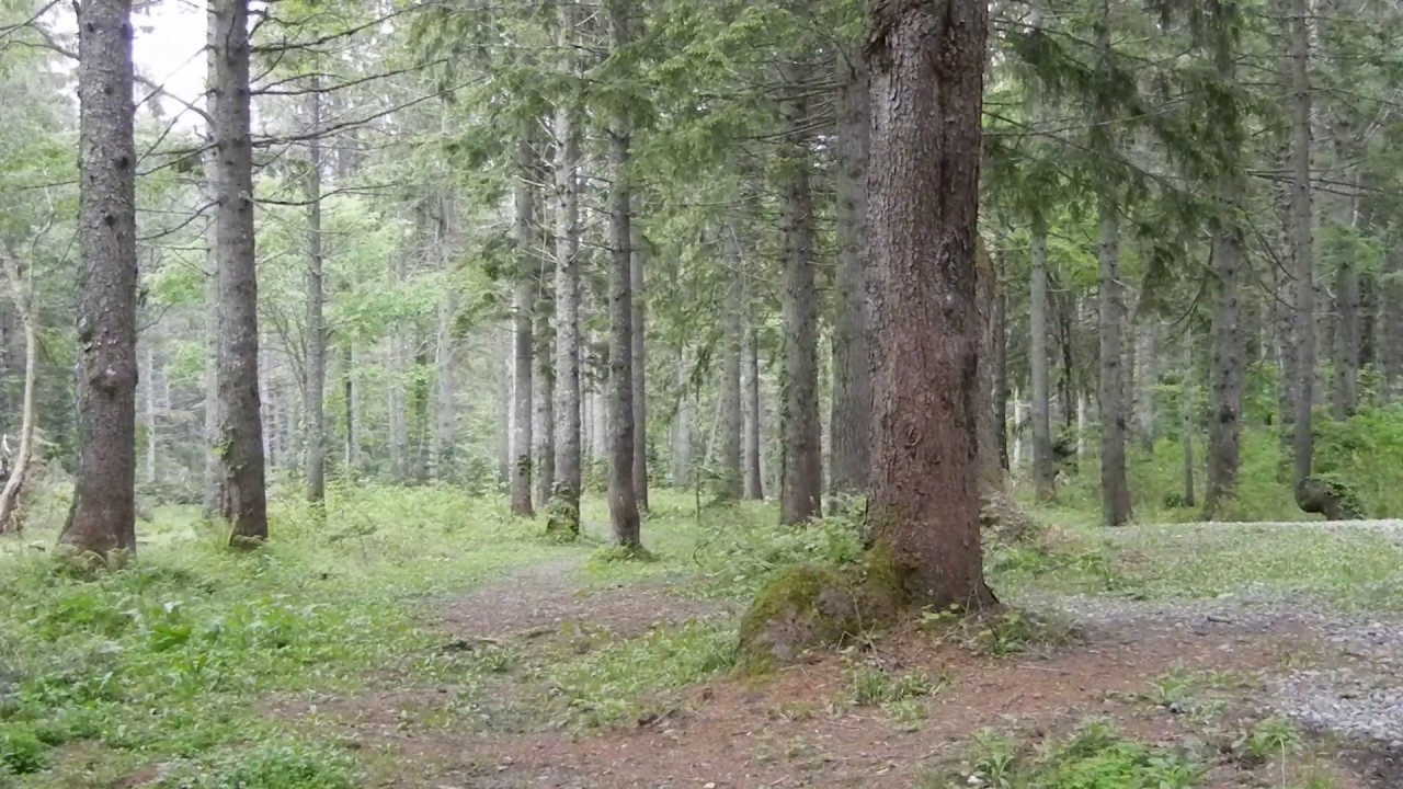 Beautiful forest of Norway spruce Western landscape　ドイツトウヒの美しい森　西洋的風景