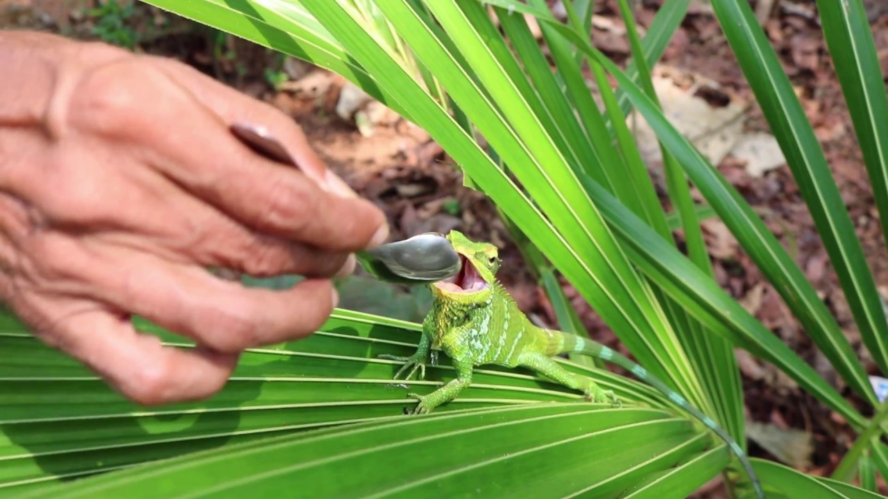 chameleon drinking water