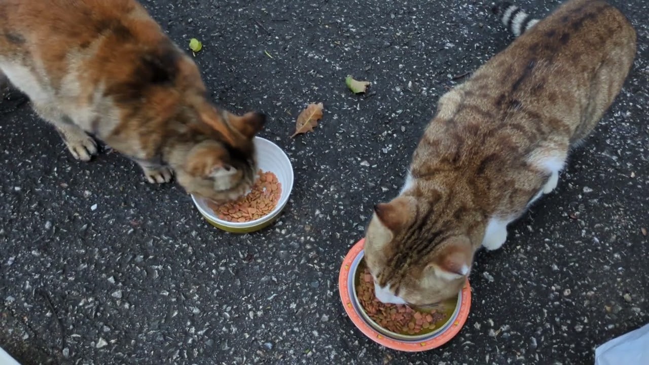 おたまこ30178😘💞😺💞仲良く🍚💖