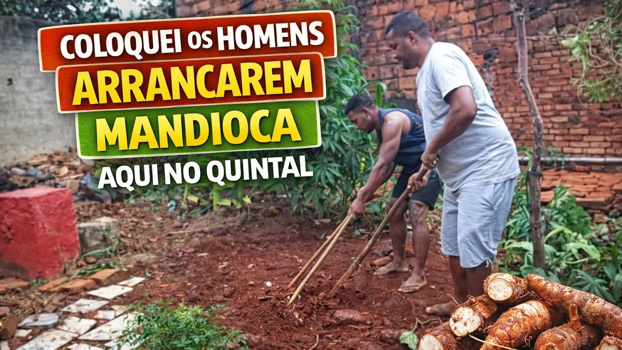Olha o que deu essa mandioca! Coloquei os homens pra arrancar no quintal