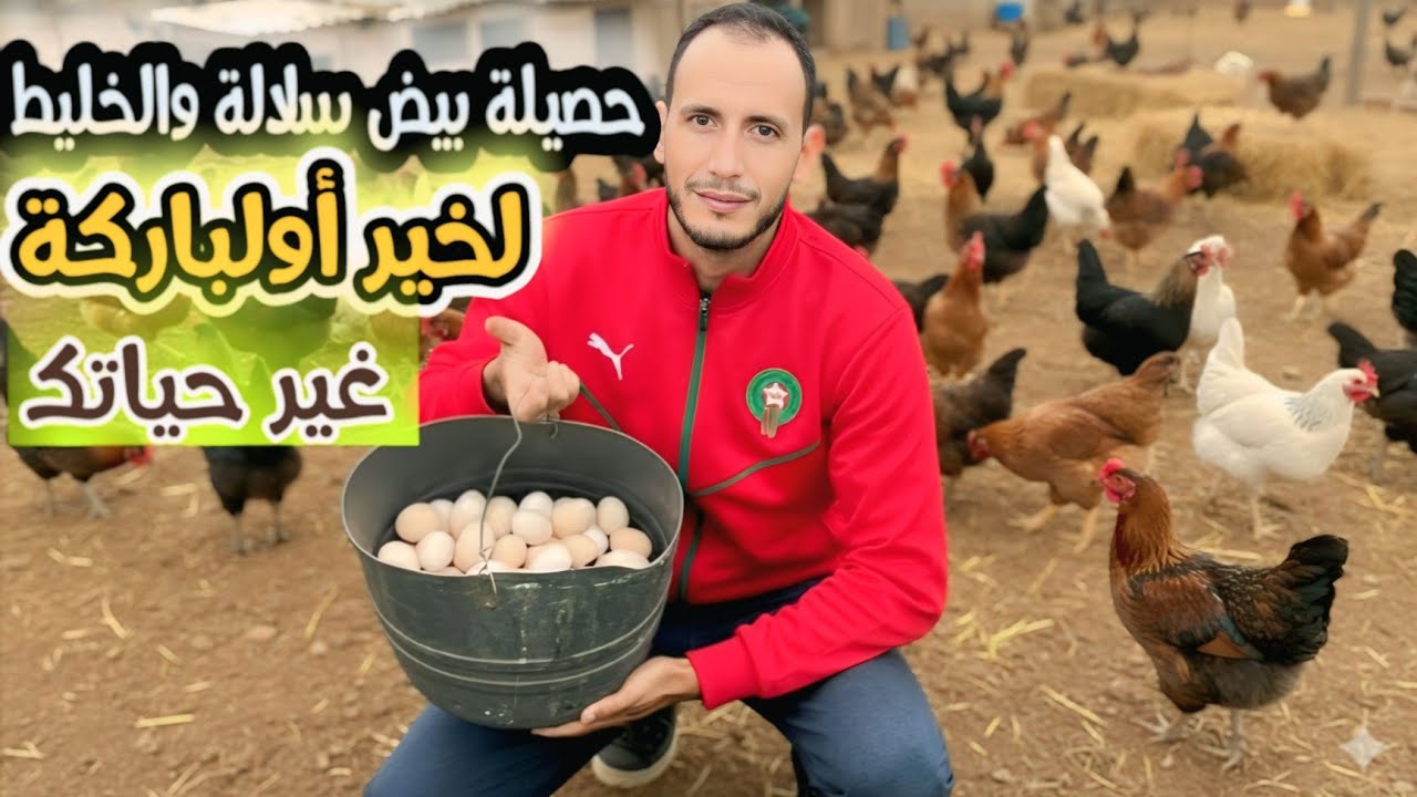 جمعنا البيض بعض توقف الإنتاجية لمدة أسبوع وهاذا هو سبب وسر زيادة الإنتاجية+محصول بدا ككبر نوض تخضم 💰