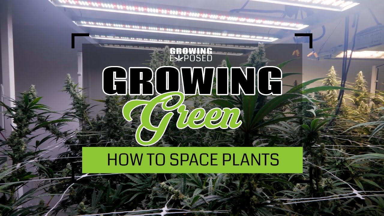 How to Space Plants | Growing Green
