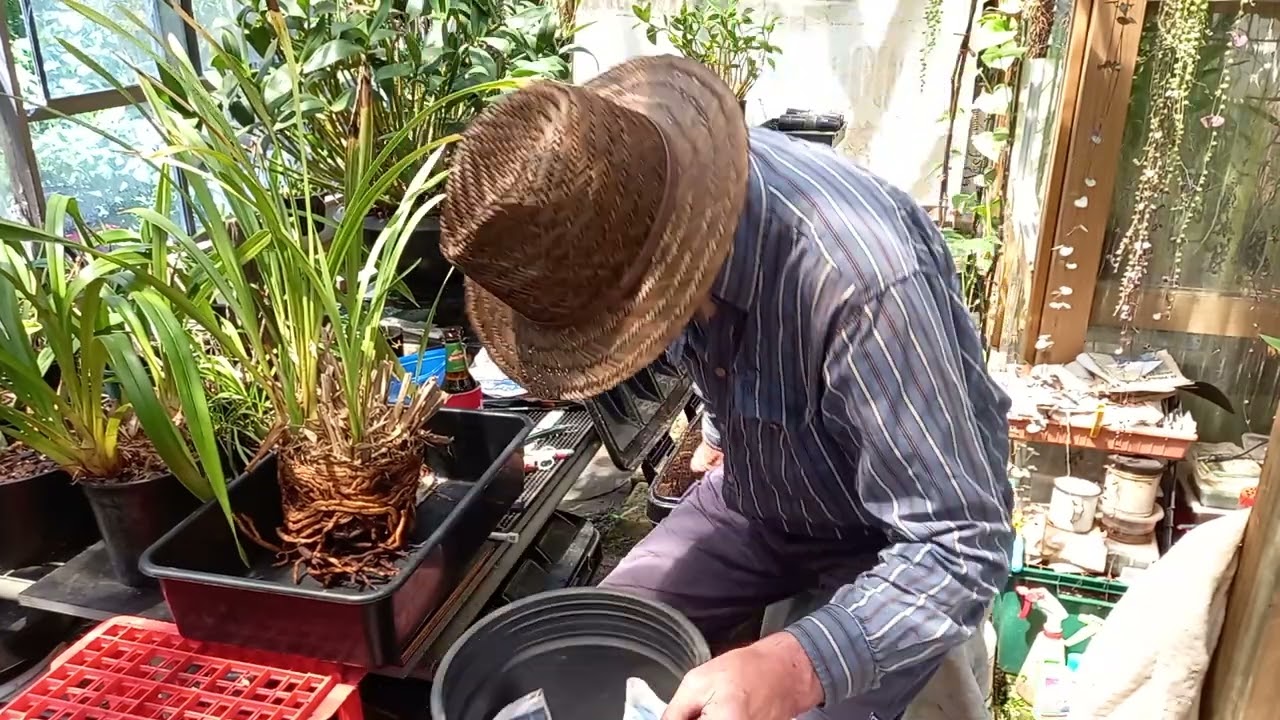 Repotting Cymbidium Orchids... Very Overdue !