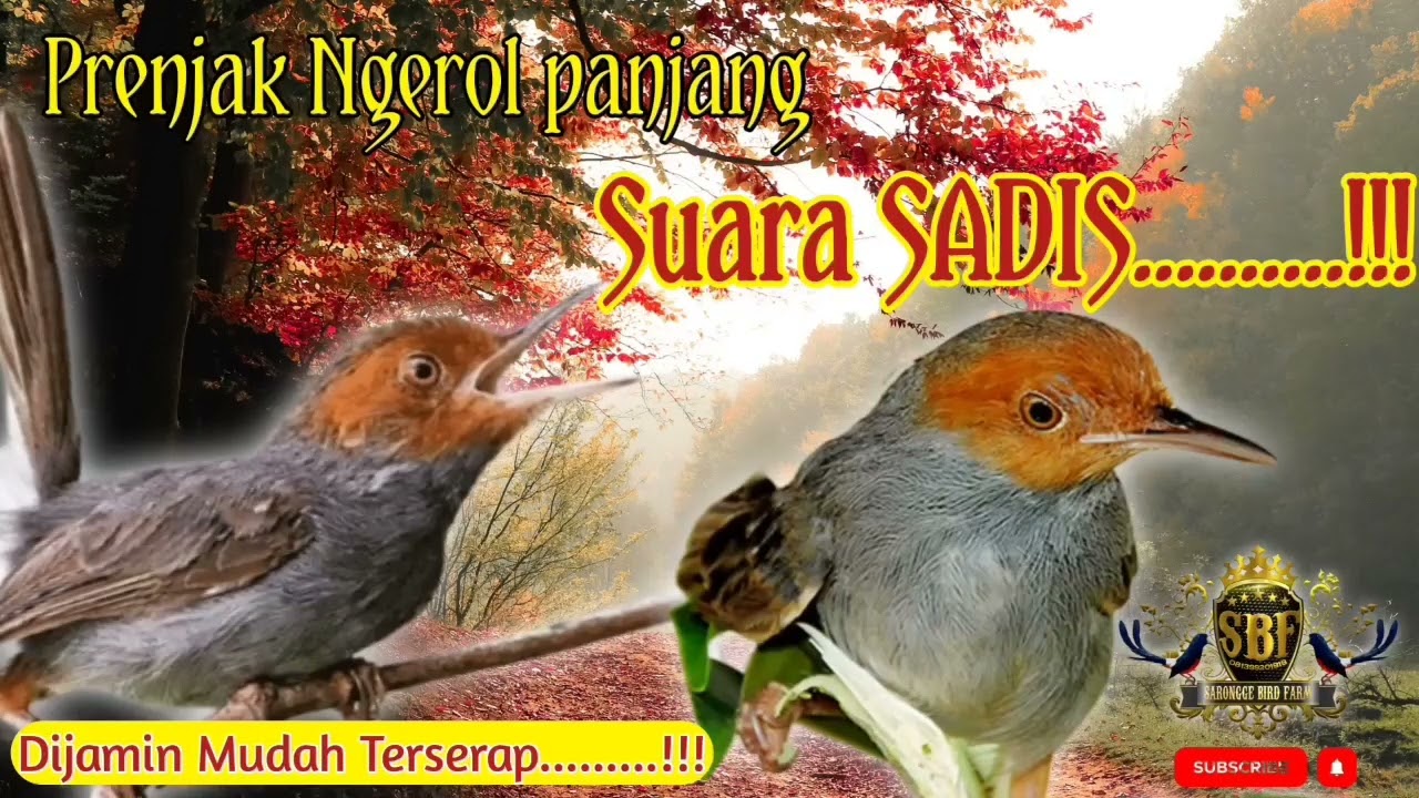 PRENJAK GACOR SADIS‼️SUARA PANJANG JERNIH KRISTAL & TAJAM