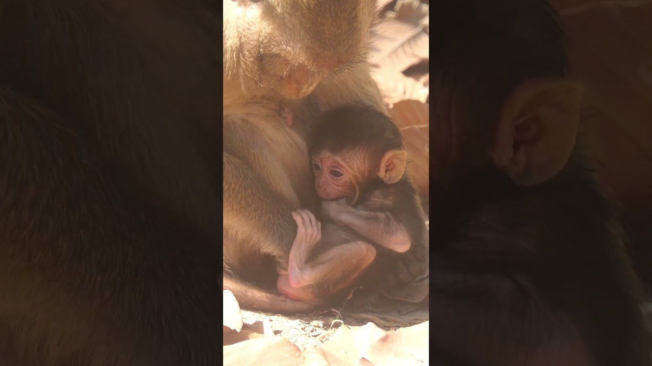 Wildlife monkeys in Amber troop 💕😍💕🐒💕😍💕  