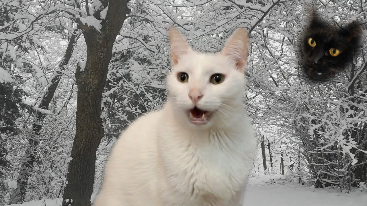 Funny Christmas song by Cats - Merry Christmas