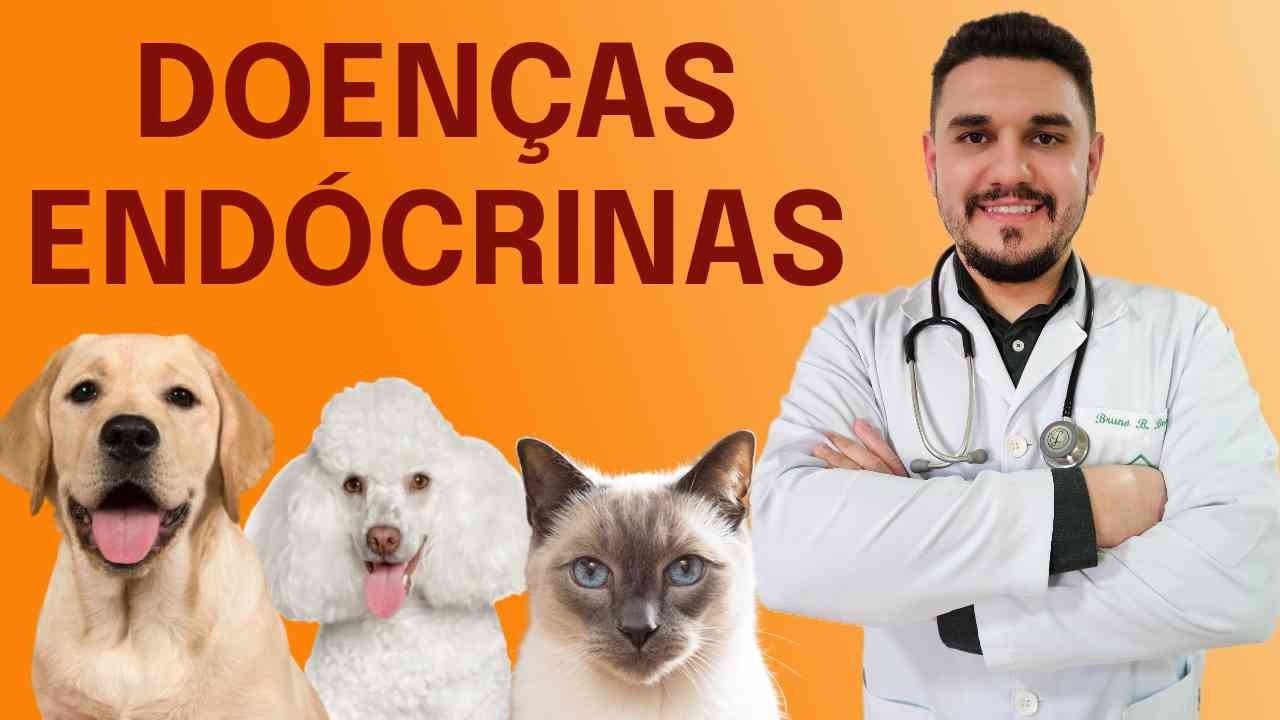PRINCIPAIS DOENÇAS ENDÓCRINAS EM CÃES E GATOS