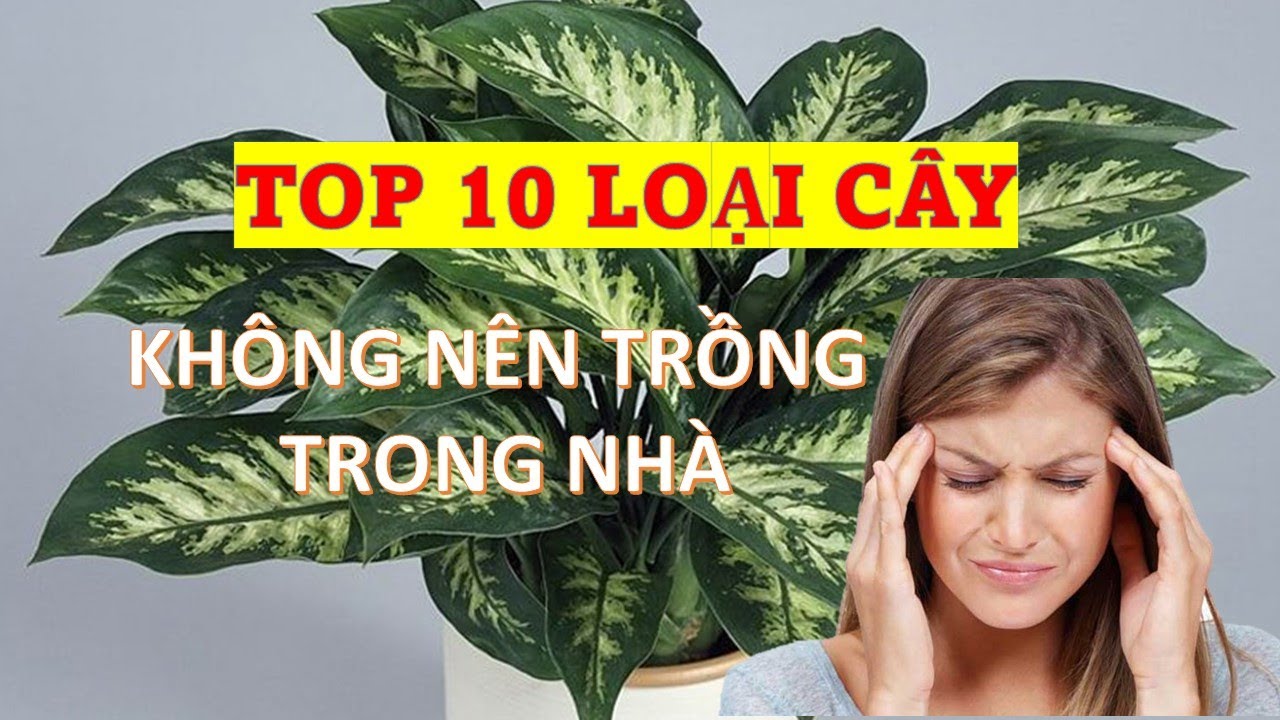 10 Loại Cây Không Nên Trồng Trong Nhà Dù Có Đẹp Đến Mấy