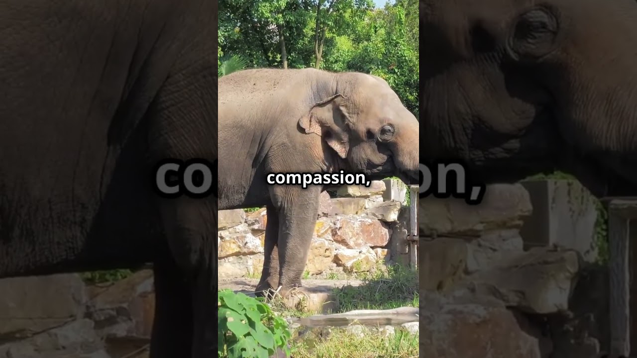 The Secret Life of Elephants: Family Bonds and Social Behavior