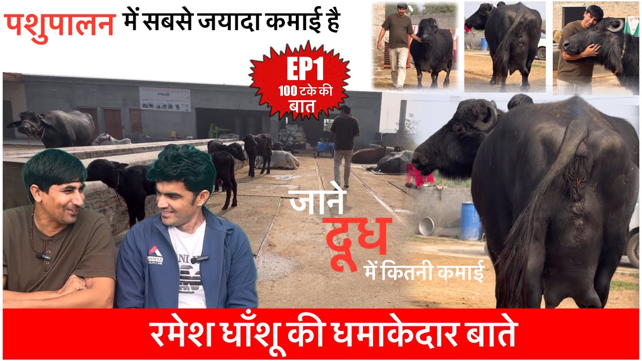 पशुपालन में सबसे जयादा कमाई है तरीका होना चाहिए || RAMESH DHANSHU LADO DAIRY FARM || 