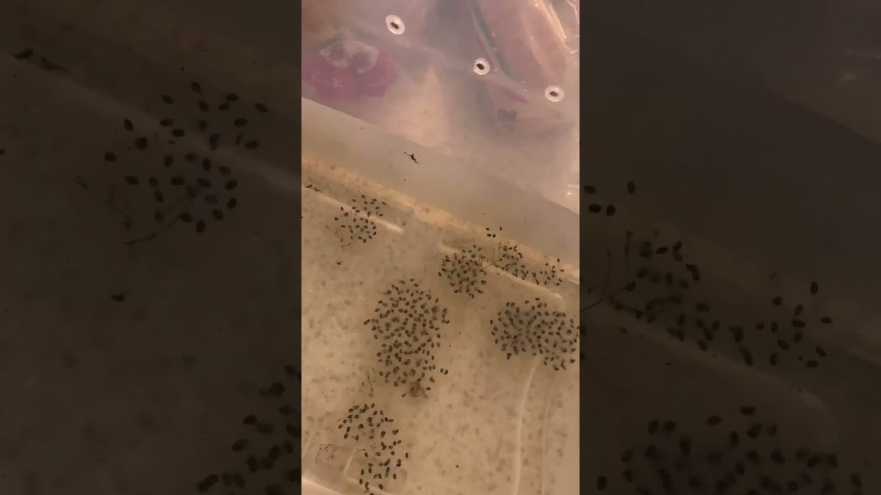 Yellow spotted salamander eggs 