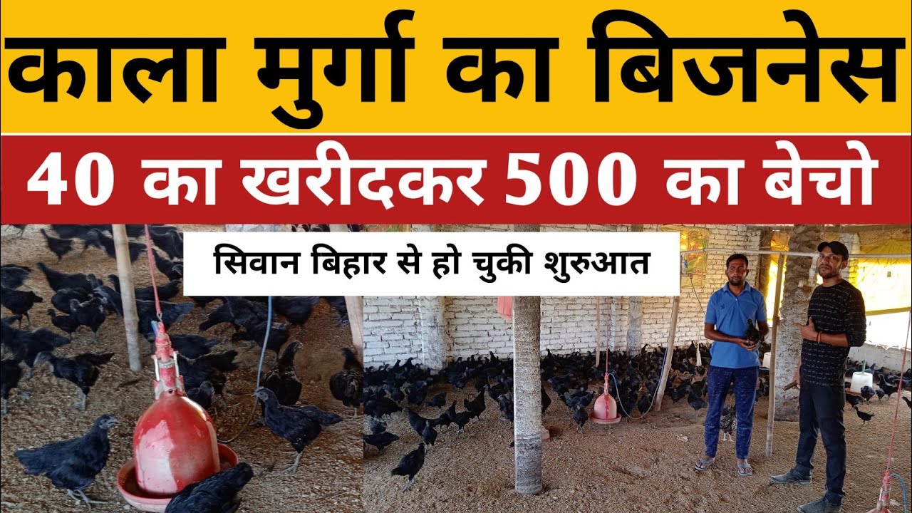 kadaknath murgi palan से सिवान बिहार के युवा ने लिखा अपनी तकदीर// युवाओं को देते हैं फ्री ट्रैनिंग