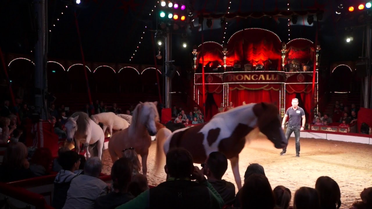 Circus Roncalli - Karl Trunk & seine Pferde beim Tag der Offenen Tür
