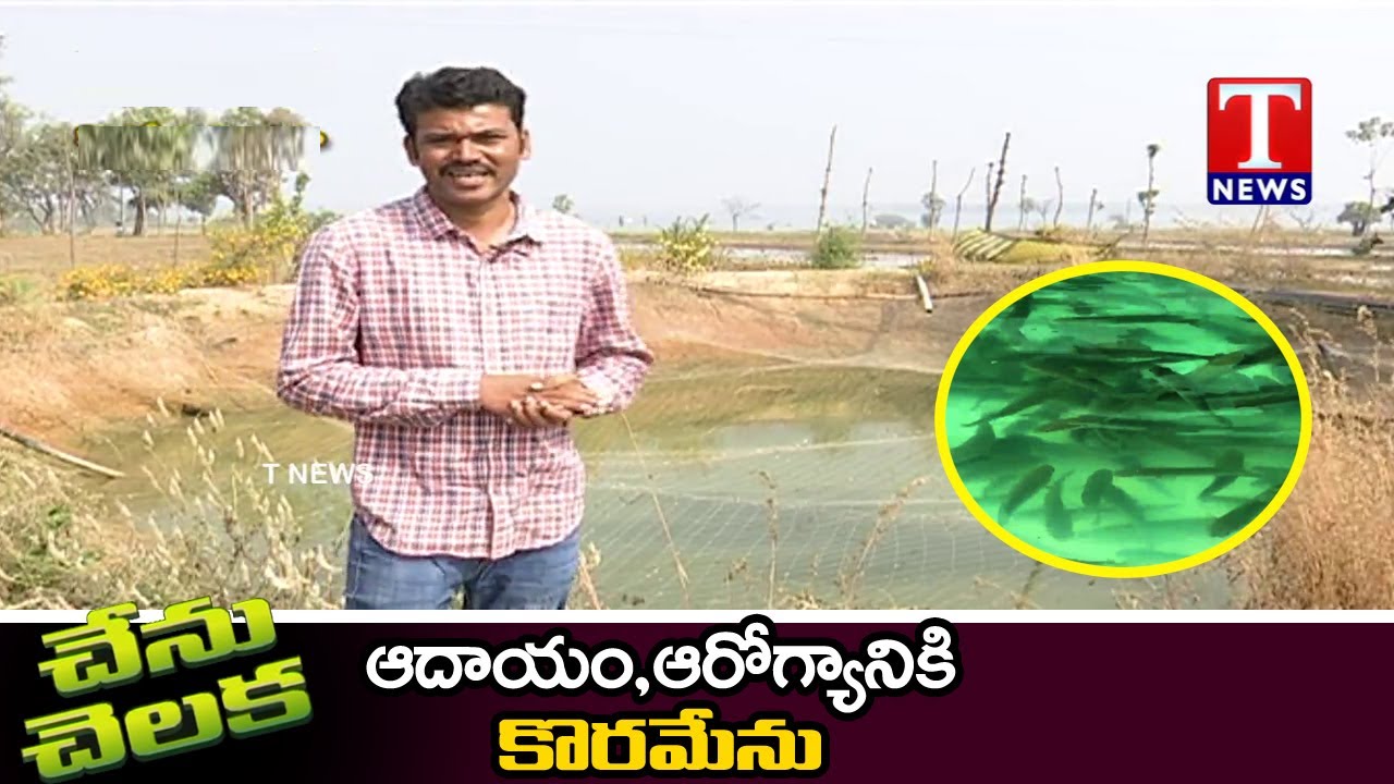 Chenu Chelaka | Profitable Korameenu Fish Farming By Naveen | చేను చెలక | Tnews