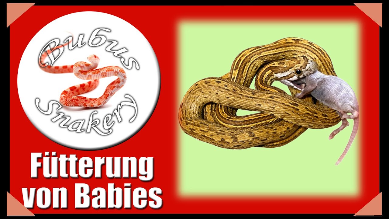 Schlangenbabys richtig füttern
