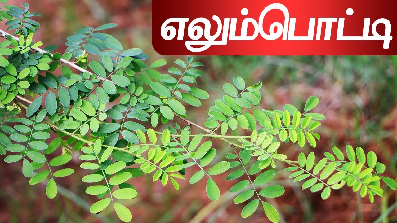 எலும்பொட்டி | Elumbotti | Ormocarpum cochinchinense @SpmHerbal