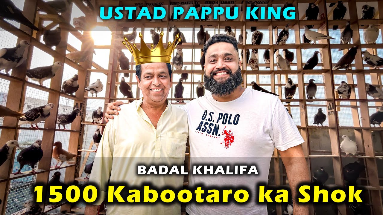 Badal Khalifa Bhai ji ke 1500 Kabootaro ka Nayab shok || Ustad Pappu Talim