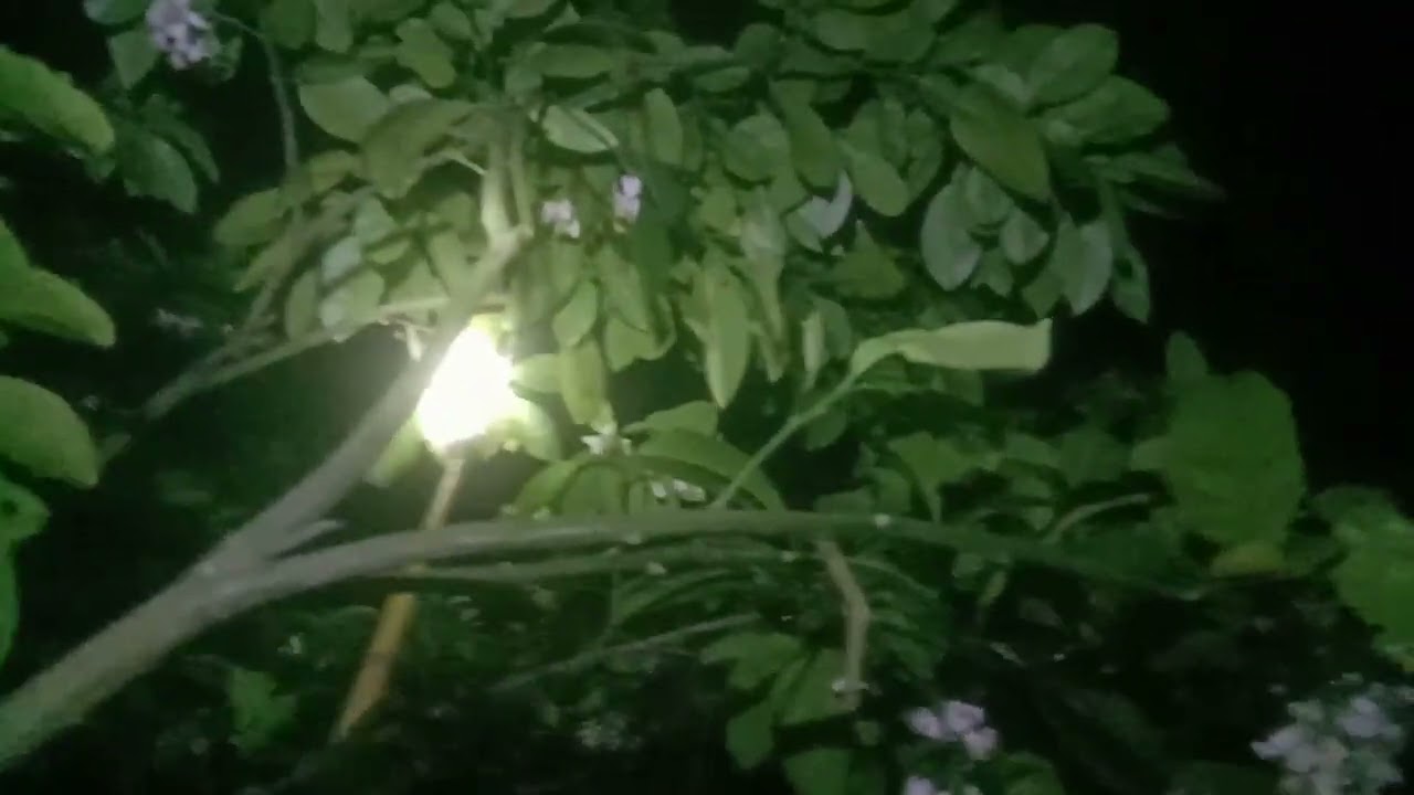 Hóa ra đi thụ phấn ban đêm bưởi lại sai đến vậy 