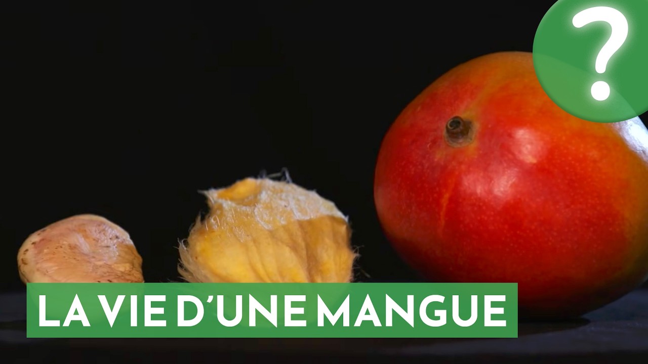 Mangue, itin&eacute;raire d'un fruit gat&eacute;