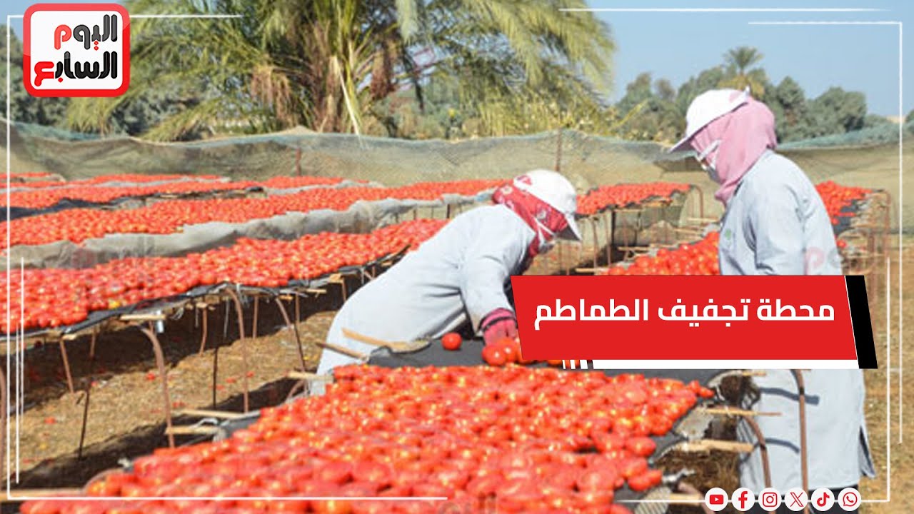 قبل التصدير للخارج.. سفيرة الاتحاد الأوروبي تزور محطة تجفيف الطماطم الشتوية