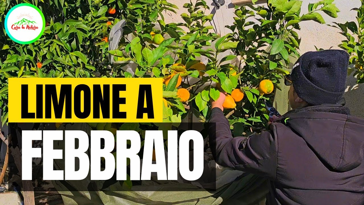 FEBBRAIO - COSA DEVI FARE AL TUO LIMONE