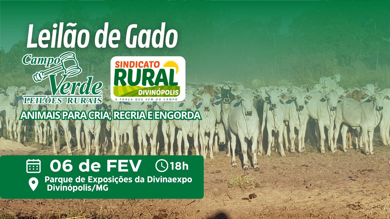 🌟LEILÃO DE GADO - PARQUE DE EXPOSIÇÕES DE DIVINÓPOLIS/MG🎥