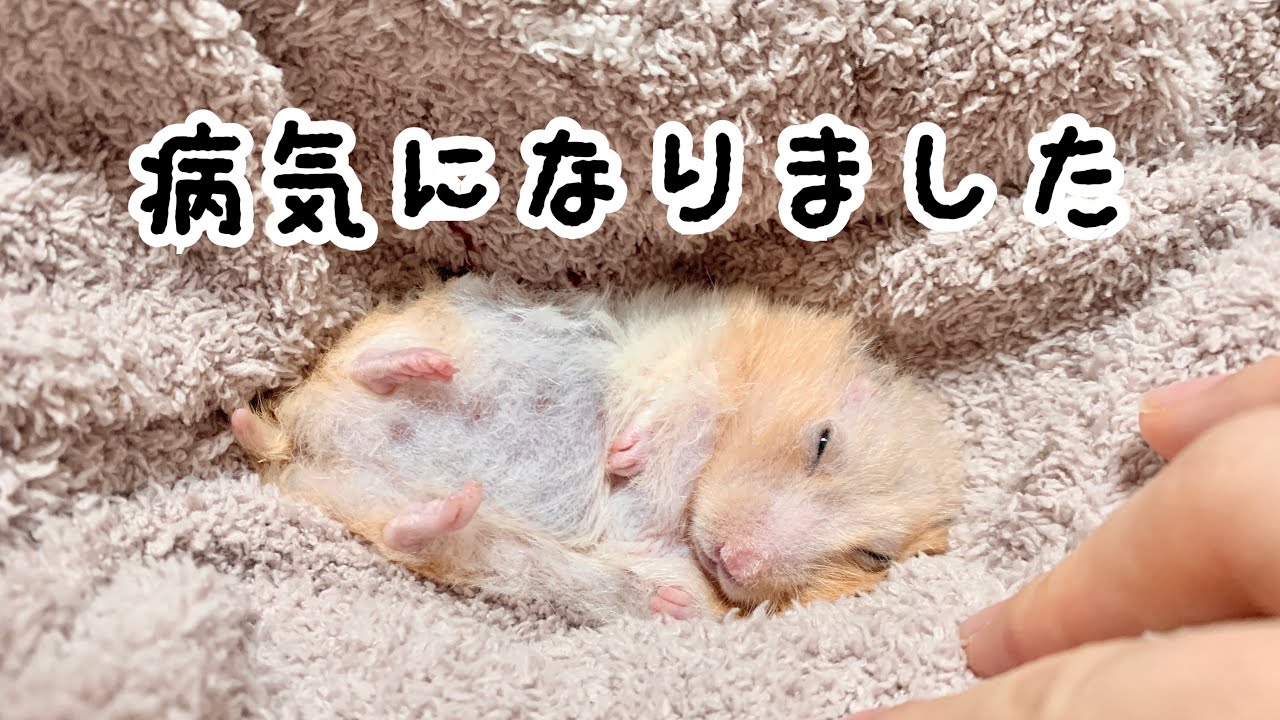 急にハムスターの体が大きくなりました