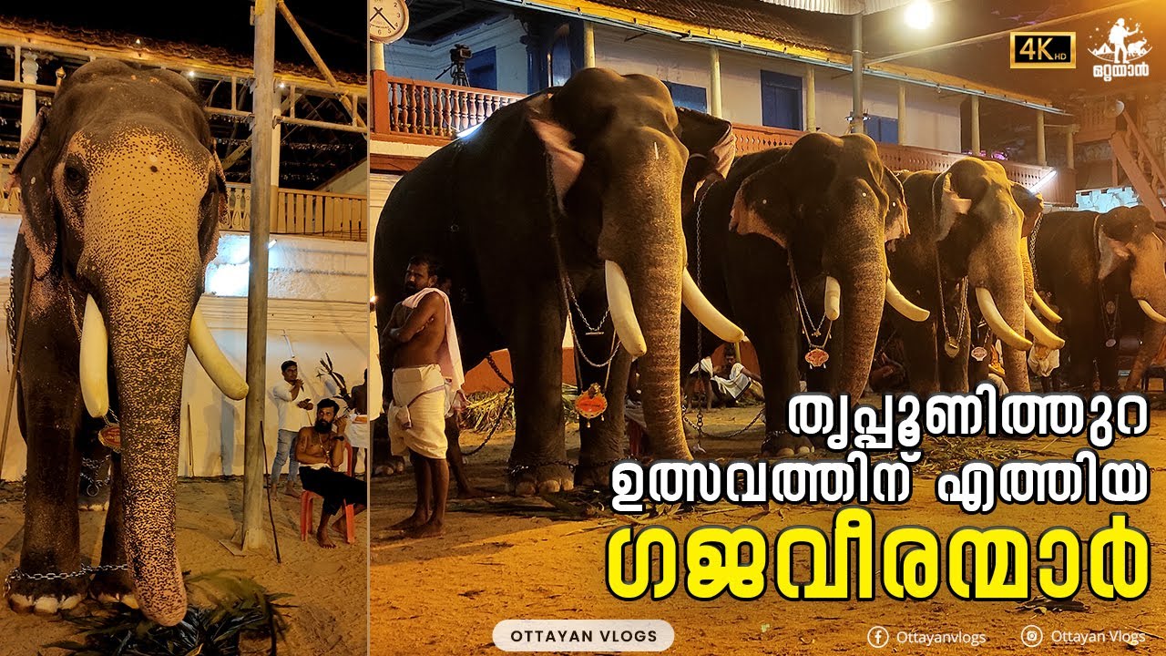 തൃപ്പൂണിത്തുറ ഉത്സവത്തിന് എത്തിയ ഗജവീരന്മാർ  I Tripunithura Vrischikolsavam  Elephants 2022