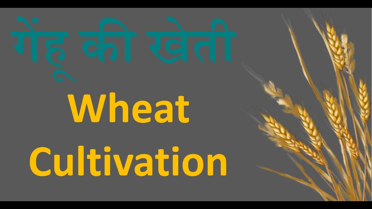 Wheat Cultivation/गेहूँ की खेती (No one cereal crop of world)- Agriculture Supervisor, TGT, PGT, PSC