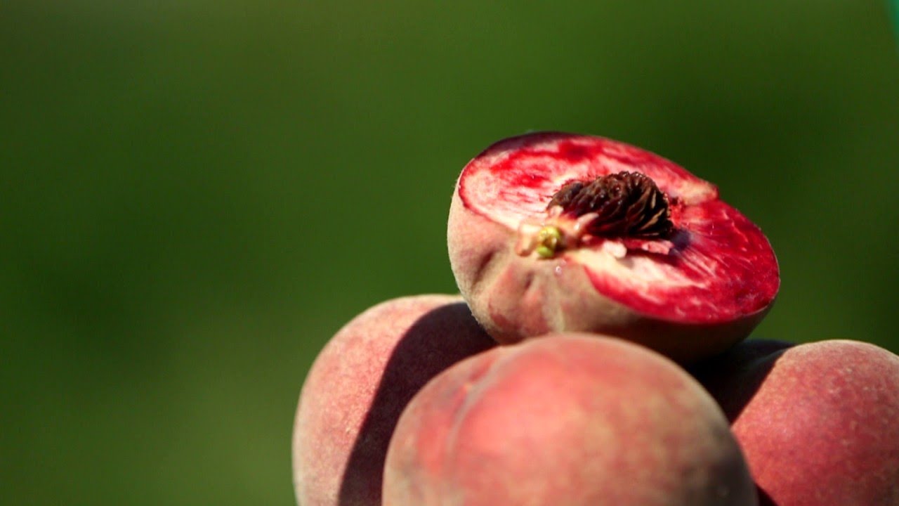 La pêche de vigne, un délice de fin d'été - Météo à la carte