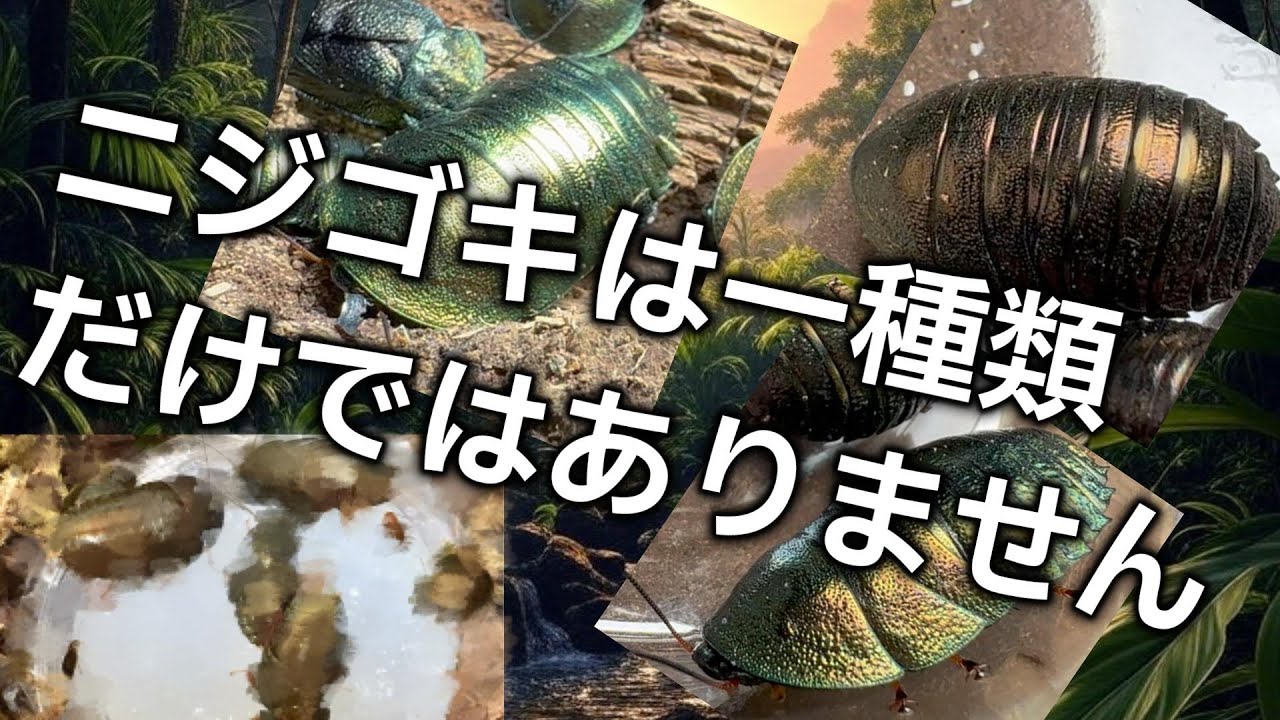 ニジイロゴキブリのロカ違いを紹介！！