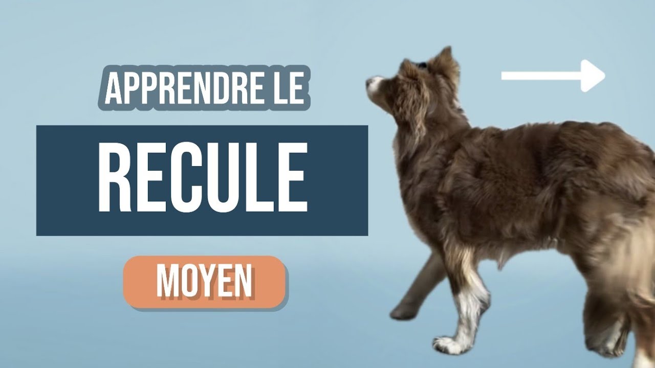 Comment apprendre le RECULE à son chien ? (méthode facile)