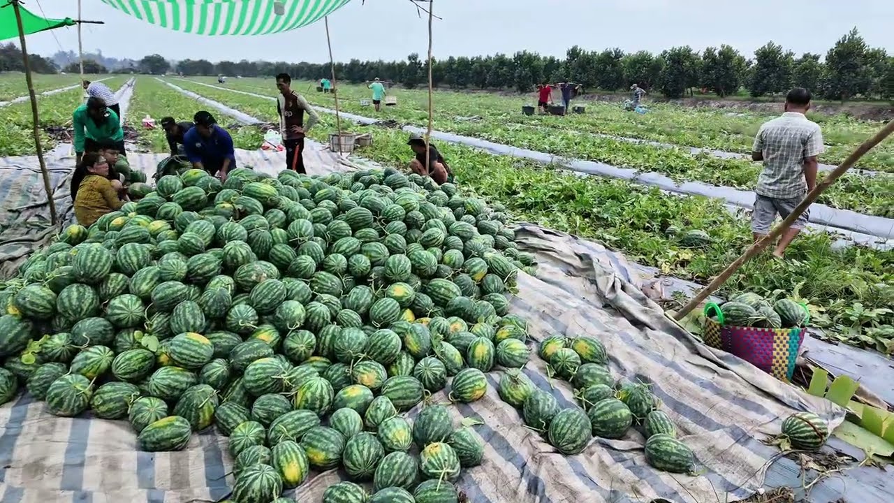 Thu hoạch 20 tấn dưa hấu chiều 24 tết Bính Ngọ tại Kinh Mới, Đồng Tháp