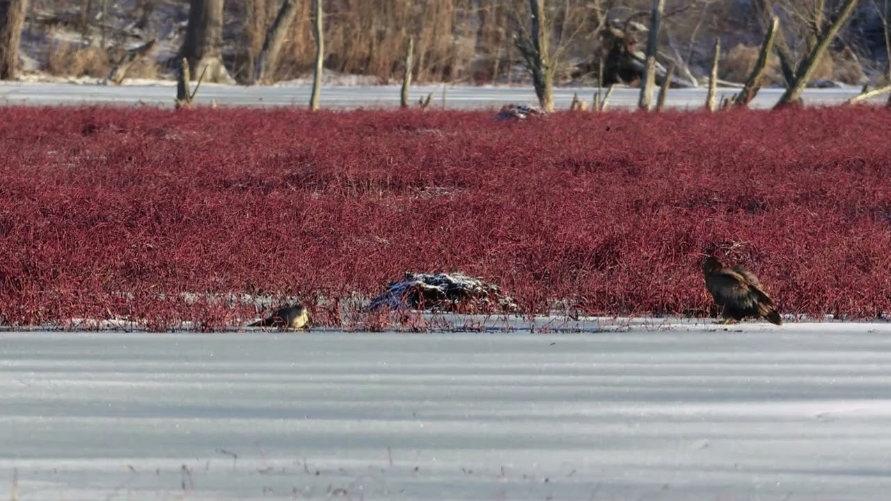 River Otter VS. Bald Eagle on the Ice
