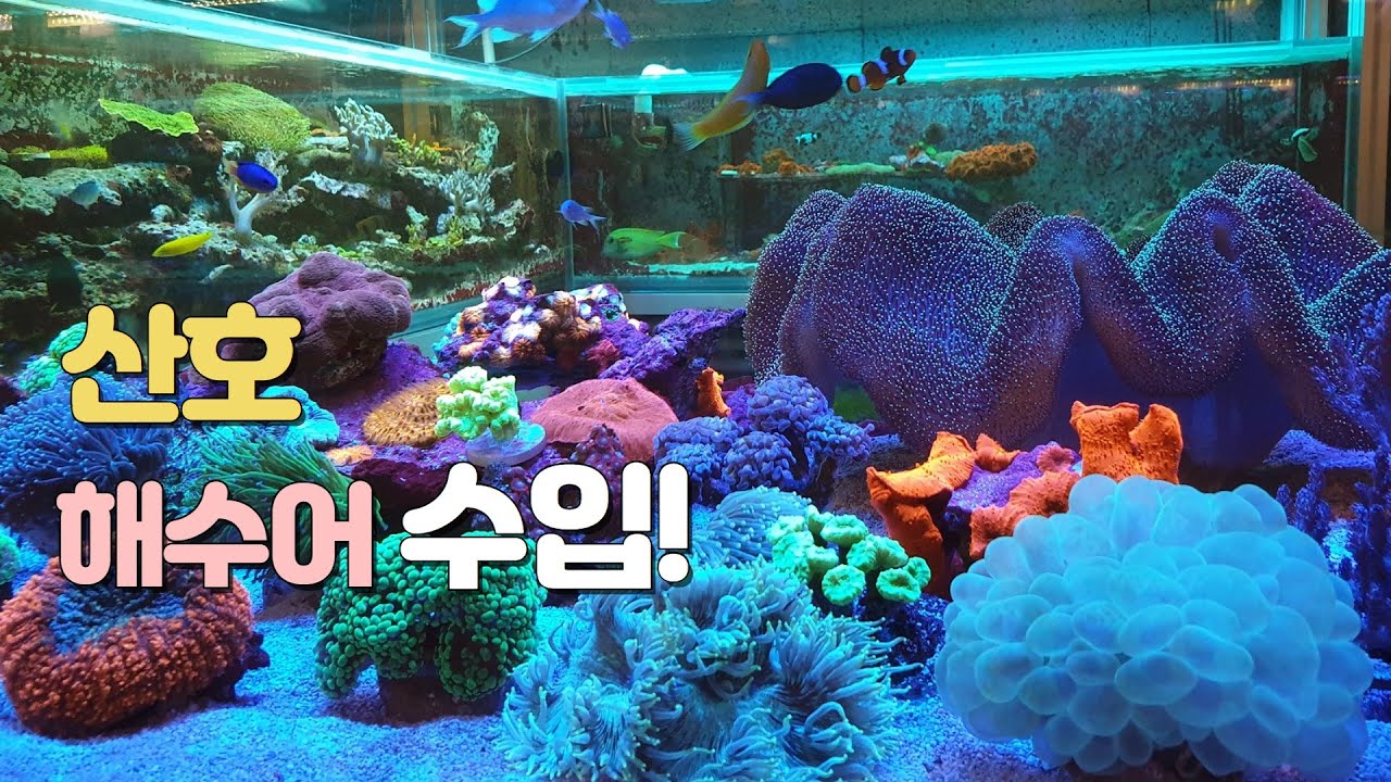 산호와 해수어가 수입 되었습니다!