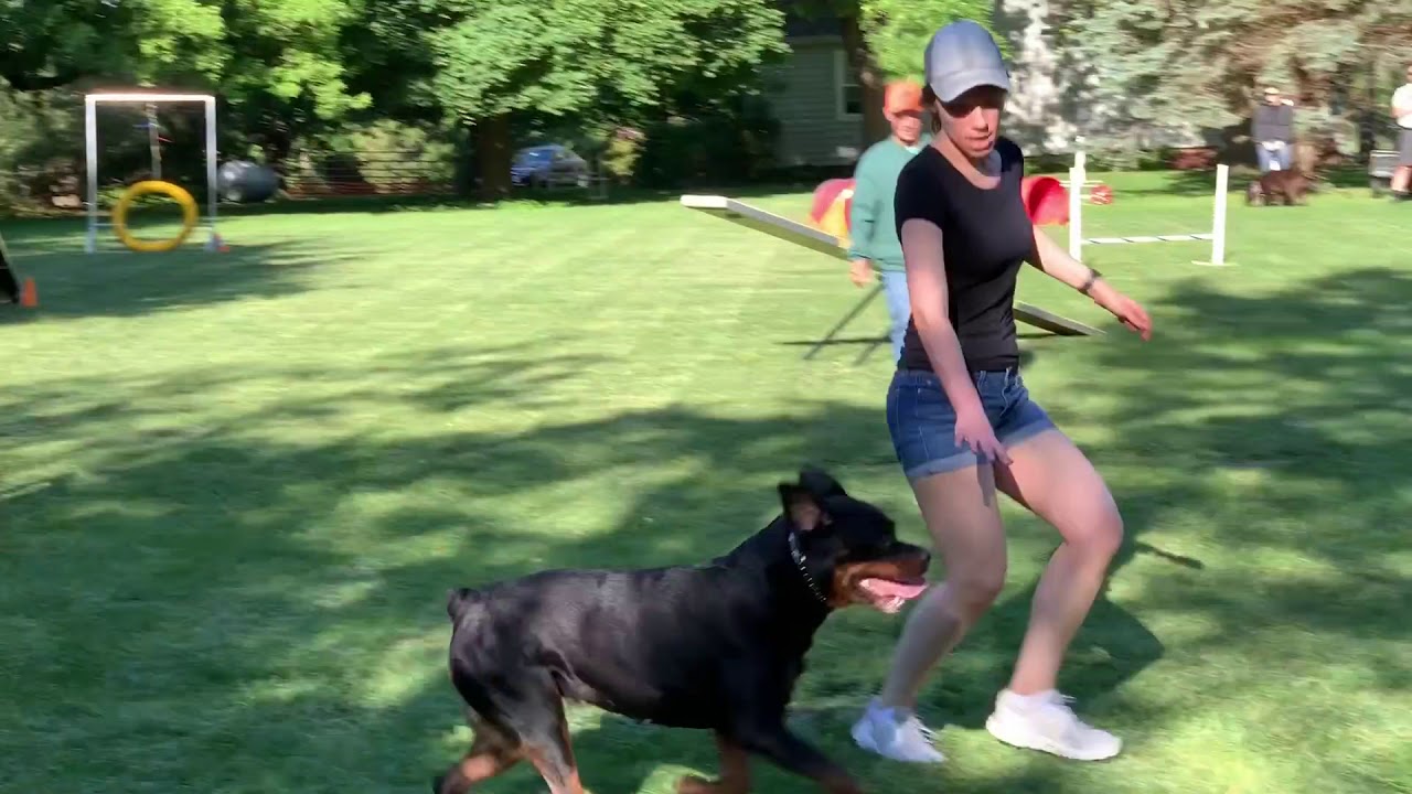 Rottweiler Agility, June 12, 2019